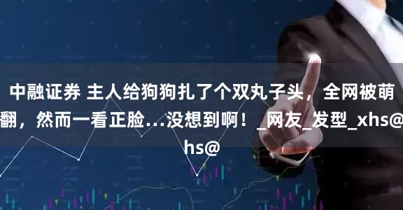 中融证券 主人给狗狗扎了个双丸子头，全网被萌翻，然而一看正脸…没想到啊！_网友_发型_xhs@