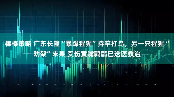 棒棒策略 广东长隆“暴躁猩猩”持竿打鸟，另一只猩猩“劝架”未果 受伤黄嘴鹮鹳已送医救治